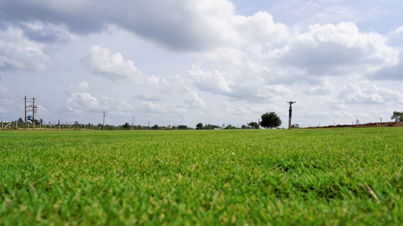 Mature Bahia Turf