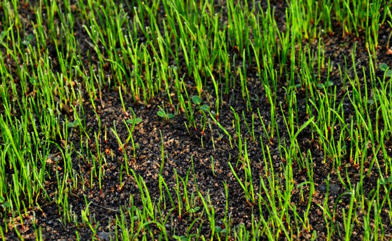 Fall Bahia Grass Installation