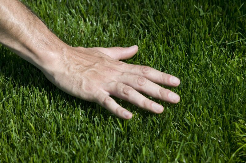 Lawn Replacement in Aiken, SC